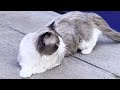 Mr Paris - Ragdoll Cats Video From London&#39;s Cattery!