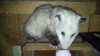 Opossum eating Applesauce and broccoli goulash