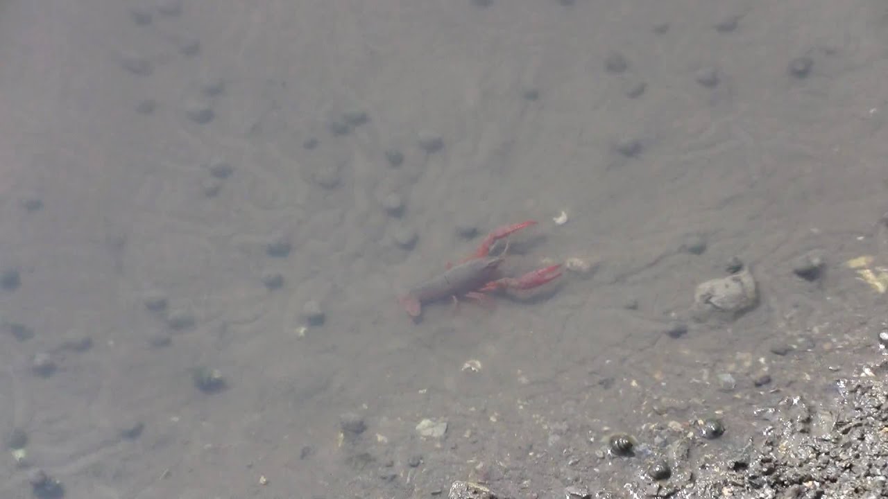 田んぼのザリガニ 私に気づいて逃げる Youtube