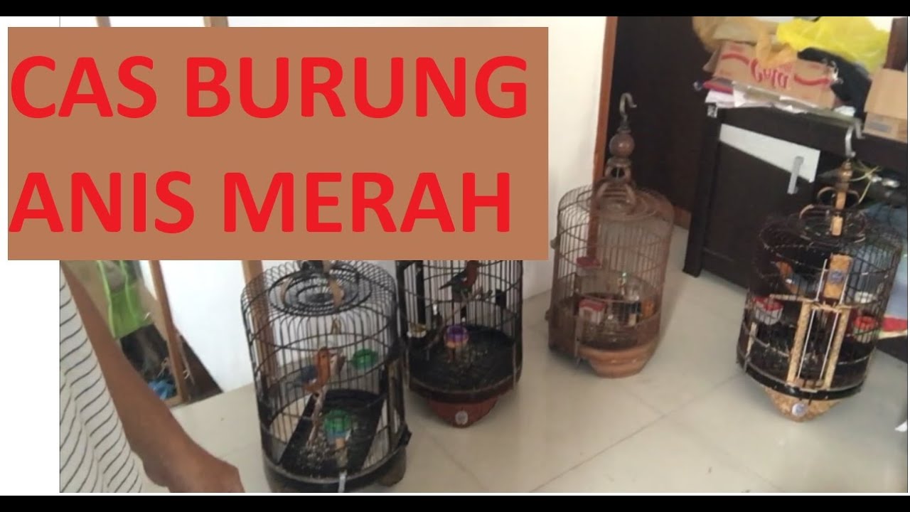 Cas Burung ANIS MERAH Dirumah. 엔
