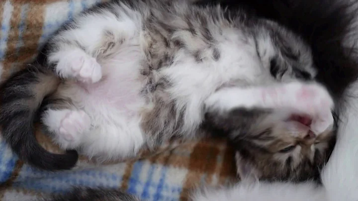 Watch the video about My cutest Siberian kitten, SE*Sibir Koshki Gioia af Gizmie
