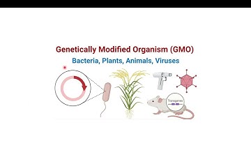 NPTEL tutorial session 4 | Genetic Engineering: Theory and Application| noc25-bt53 