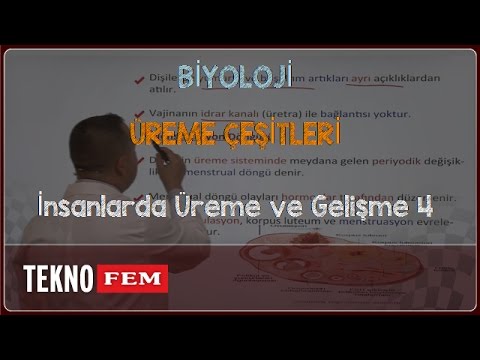 YGS-LYS BİYOLOJİ - İnsanlarda Üreme ve Gelişme 4