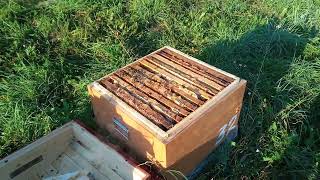 готовим пчёл к зиме . ошибка начинающих пчеловодов.