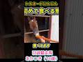 トルネードにんじん　初めて食べる馬 #引退馬　#horse 　#なみあし会　#馬