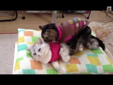 可愛い画像 オス猫同士の超高速ピストン運動【HD版】 cat mating