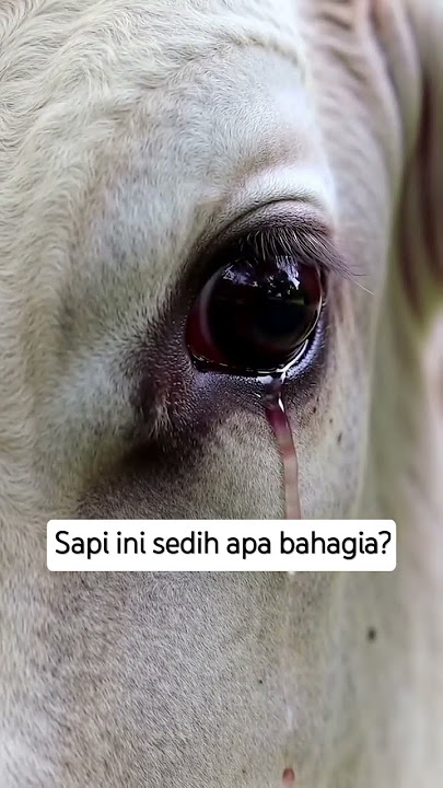 Sapi kurban menangis ketika mendengarkan suara takbiran #sapimenangis #shortvideo #iduladha2025