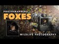 GETTING CLOSE TO FOXES - Wildlife Photography in Sweden
