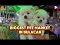 Exploring Bocaue’s Biggest Pet Market! Affordable Dogs, Cats, Birds &amp; More!