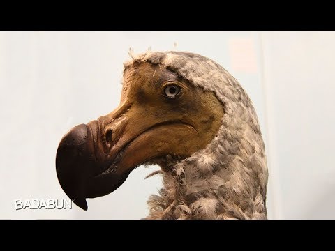 Video: Animales extintos: un reproche tonto a la humanidad