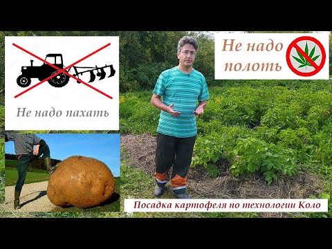 Video: Kaip sodinti bulves, kiekvienas vasarotojas turėtų žinoti