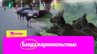 Семейство лосей заметили на дороге в Твери