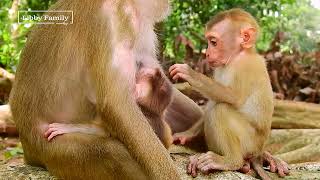 Little monkey is take care new baby monkey during get milk