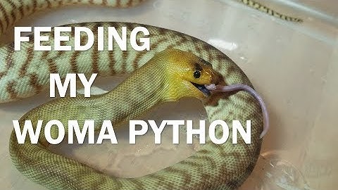 Feed my Pets Friday: Woma Python Facts!
