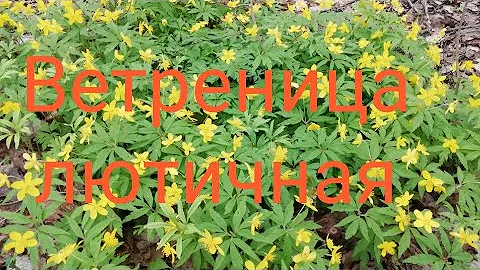Ветреница лютичная - любимый первоцвет
