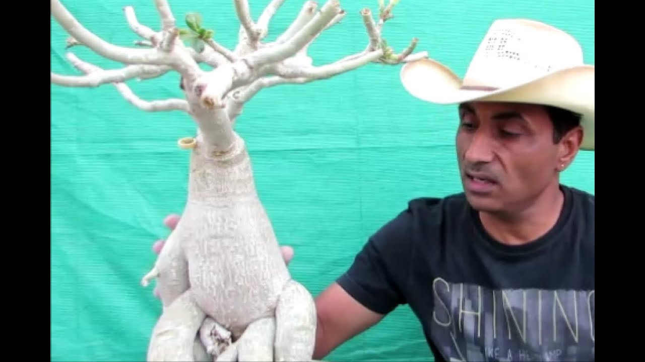 Adeniums Big Caudex in One Month/Repotting/Part-2