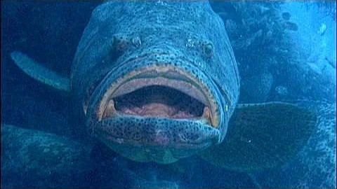 Goliath Groupers on a ship wreck