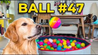 I Kept Throwing Balls Until My Golden Retriever Caught One...