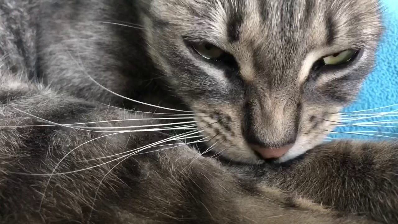 ASMR Cat Grooming #15