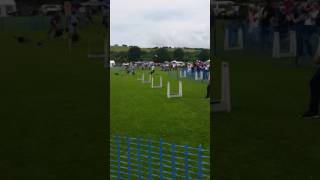 Rspca flyball exibition