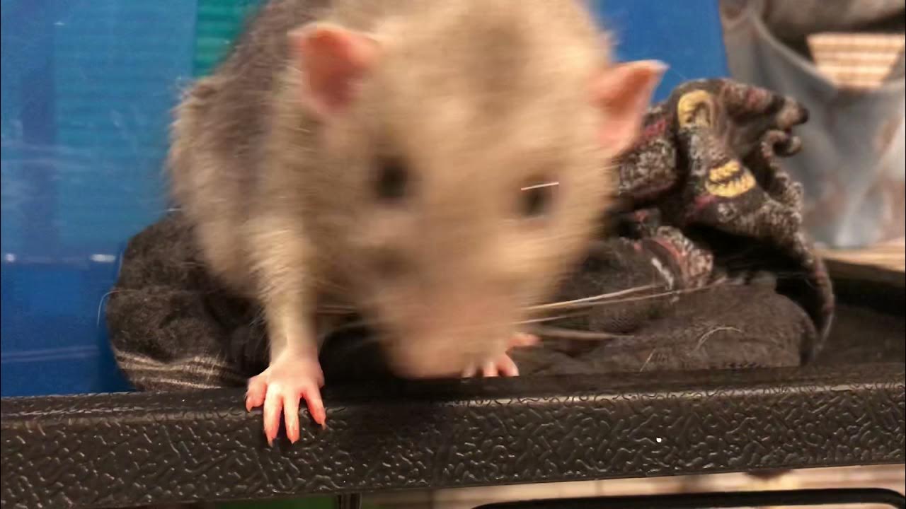 why are rat balls so large YouTube