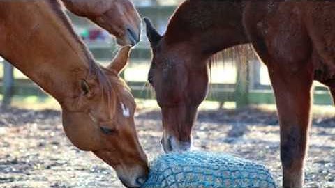 Why Horses Enjoy Eating Out of Hay Nets!
