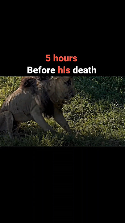 The last moments of the greatest lion in history #viral #shorts #youtube #video