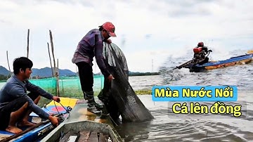Mùa Nước Nổi 2025 - Con Nước Trúng Lớn, Cá Linh Tràn Đồng Tha La