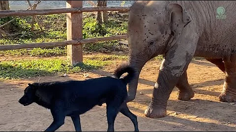 Baby Elephant And Dog Friend / Pyimai / Chaba and Ah-Da - ElephantNews - DayDayNews