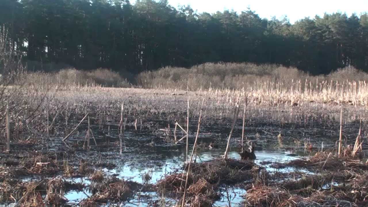 Звуки подсадных уток скачать