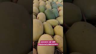 #पाडाचा #आंबा #mango संपूर्ण #farming महाराष्ट्रात आंबा पार्सल मिळेल 9960541622/8805323511