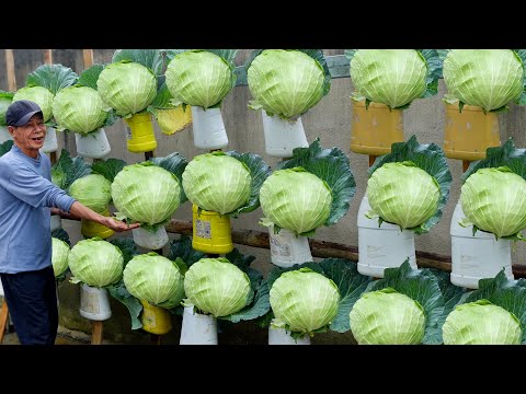 You'll Never Regret Trying These Amazing Ways to Grow Cabbage!