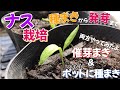 なす栽培①種まきから発芽まで　【催芽まきとポットに種まき両方やってみたよ】　2024年
