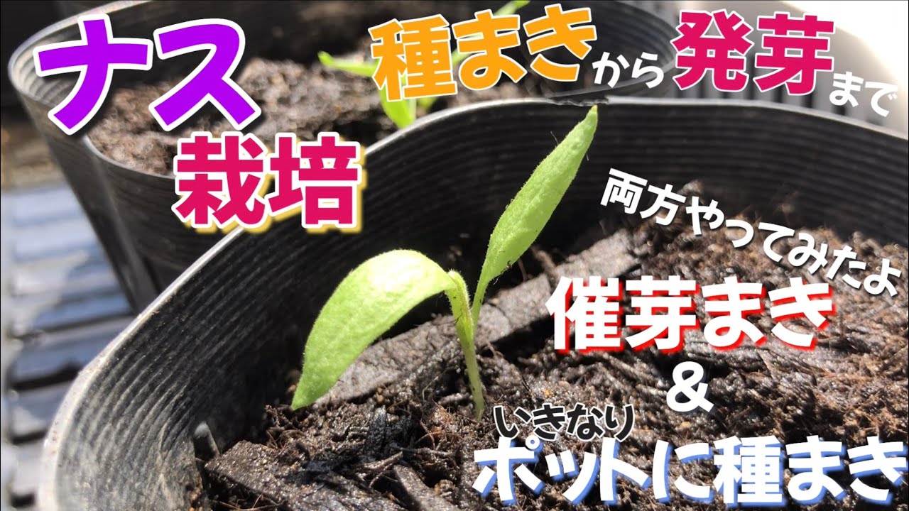 なす栽培①種まきから発芽まで　【催芽まきとポットに種まき両方やってみたよ】　2024年