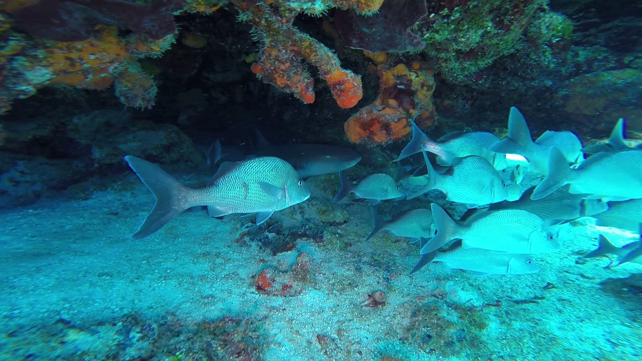 Diving Cozumel w Nurse Shark/Columbia Dive Site YouTube