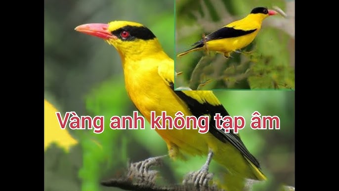 Chim Hoàng Yến: Đặc điểm, cách nuôi và 1 số sự thật thú vị