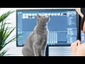 What it feels like to live with Russian Blue Cats Part II の動画、YouTube動画。