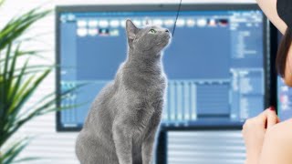 What It Feels Like To Live With Russian Blue Cats Part Ii