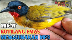 14++ Suara burung kutilang emas untuk pikat mp3 terbaru