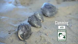 Clamming 101 مع قسم الأسماك والحياة البرية في ولاية أوريغون