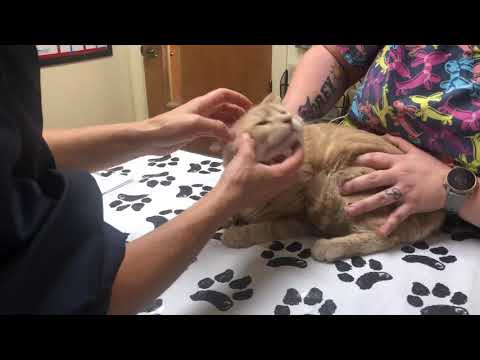 Video: Kaip gydyti žiurkes su užkietėjimu