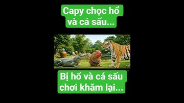 capy bị hổ và cá sấu chơi khăm lại... #capybara #funny