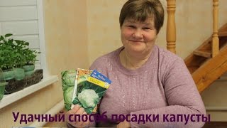 Удачный способ посадки капусты.