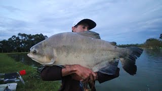 TAMBACU MONSTRO BRANQUELÃO 25 KG NA ULTRA LIGHT PARA FECHAR O DIA TROFEU