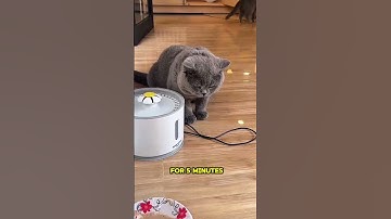 #funnycat #catshorts #lazycat #sleepykitty #cutepets #foryou #shorts