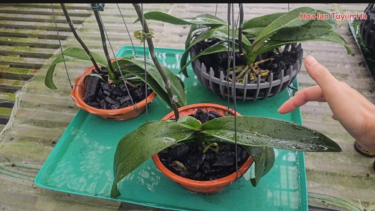 Trồng lan hồ điệp nhanh ra rễ. Planting orchids that quickly develop roots.