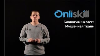 Биология 8 класс: Мышечная ткань