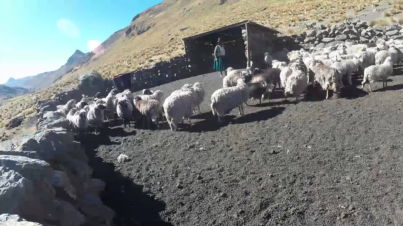 Small Animals, Big Changes project, Bolivia 2014