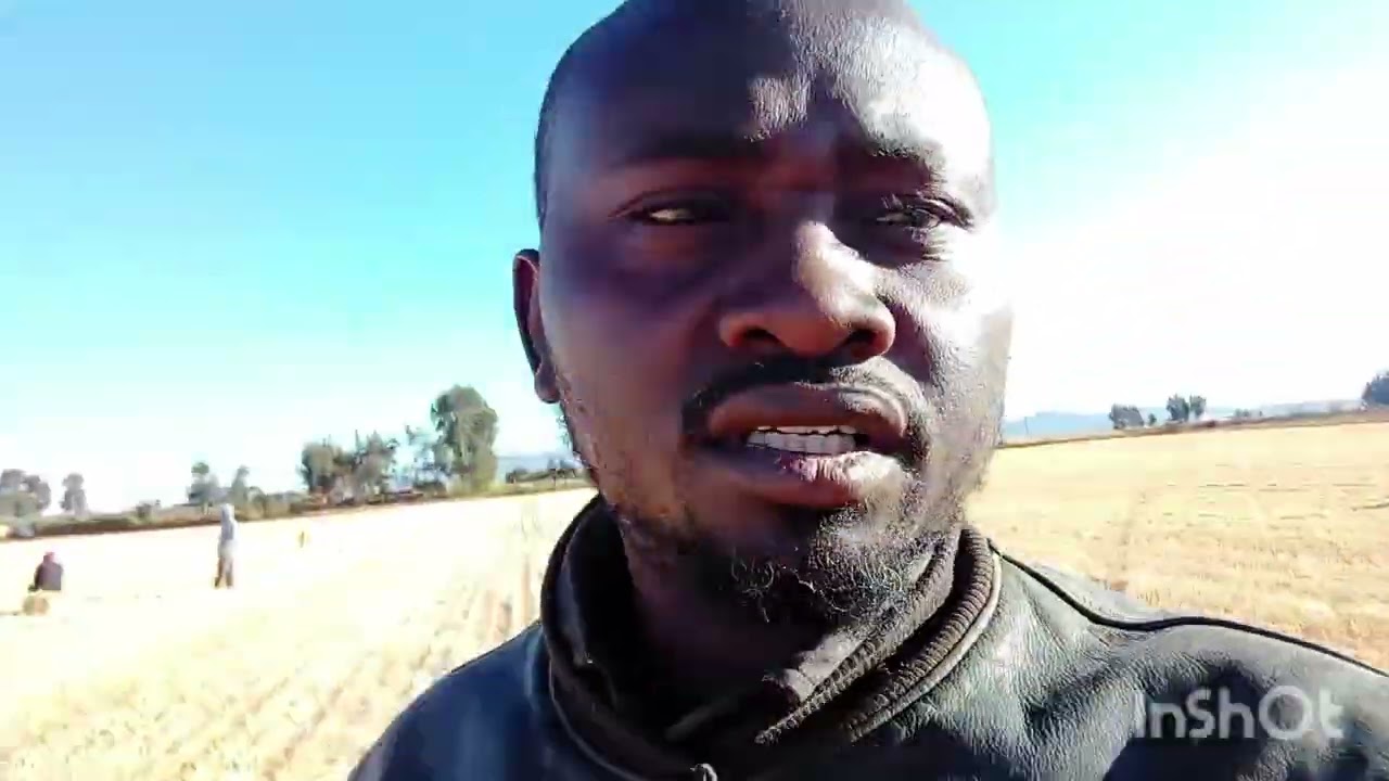 WHEAT HAVESTING SEASON IN KENYA (TIMAU)