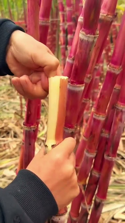 Download lagu Teknik mengupas tebu dengan mudah #shorts